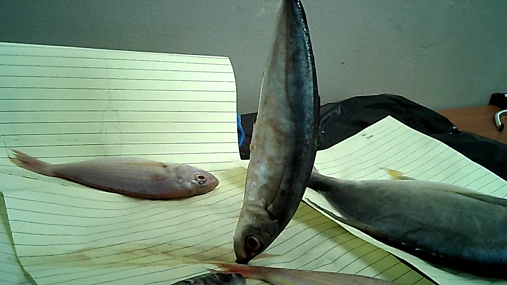 FishAI Object Detection Model by Fish AI