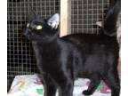 Dog and Cat Detection project thumbnail