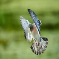 Dataset Image