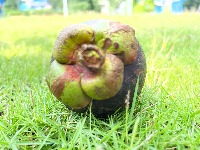 Dataset Image