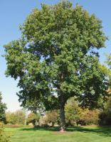 TreeSpecies project thumbnail