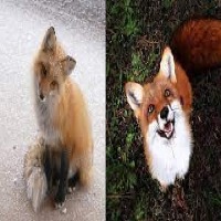 forest-animals project thumbnail