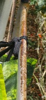 Bugs Detection project thumbnail