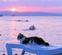 Cat_model project thumbnail