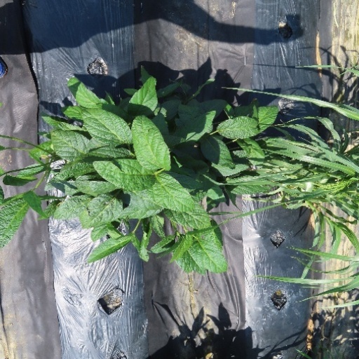 Bean Plant Growth Stage Dataset Object Detection Dataset and Pre