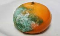 mandarin project thumbnail