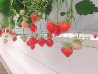 strawberry project thumbnail