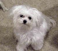 AIE223 Dog Breed project thumbnail