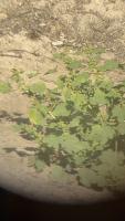 plant project thumbnail