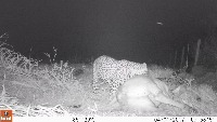 jaguar vs leopard project thumbnail