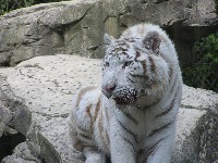Tiger project thumbnail