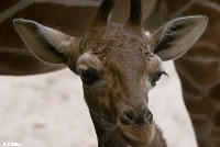 Giraffe project thumbnail