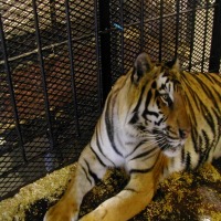 TigerNew project thumbnail