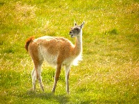 Deer project thumbnail
