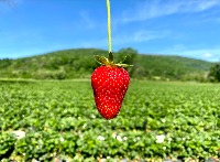 fruits project thumbnail