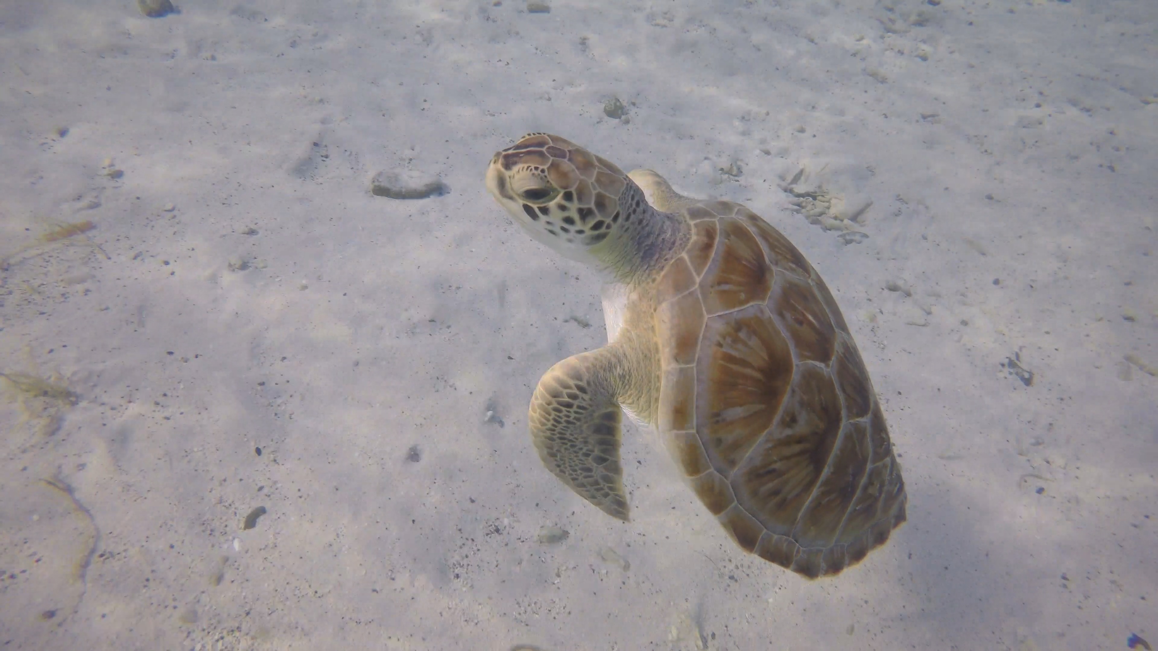 Photo inspiration: Picture Idea: Caribbean And Hawaii Marine Life Classification Dataset By Protozoa