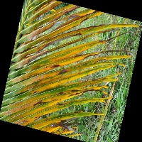Coconut Leaf Pest Detection project thumbnail