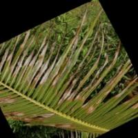 Coconut Leaf Segmentation project thumbnail
