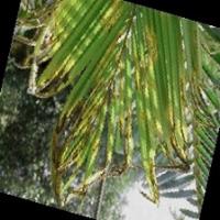 Coconut Leaf Segmentation project thumbnail