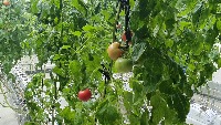 Tomato project thumbnail