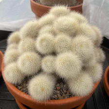 Cactus Classification Model by Cactus