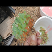 Disease Classification Dataset by Cactus