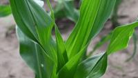 Corn Healthy project thumbnail