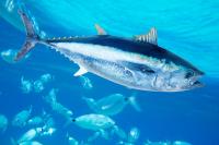 sea animal project thumbnail
