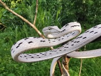 Snake Species Detection Object Detection Model by fam