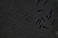 Zebra Fish Sleep project thumbnail