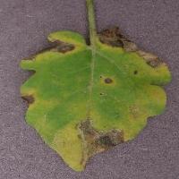 Tomato leaf project thumbnail