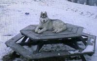 StanfordDog project thumbnail