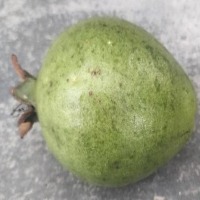 Dataset Image