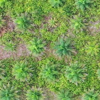 Palm_health project thumbnail