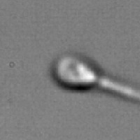 Sperm Trial 1 project thumbnail