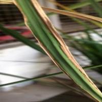 paddy-disease-classification_new-2 project thumbnail