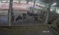 1705_cowlebel 2_name project thumbnail