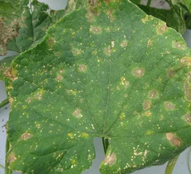 Grape Leaf Diseases Semantic Segmentation Dataset by THESIS