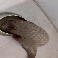 pangolin_scales(1) project thumbnail
