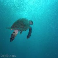 Seeturtles+Diver+Fish project thumbnail