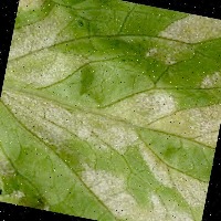 Dataset Image