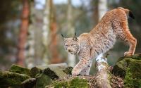 Lynx 2 project thumbnail