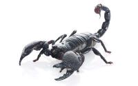 Scorpion Detection project thumbnail
