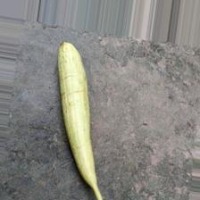 Sponge Gourd Validation project thumbnail