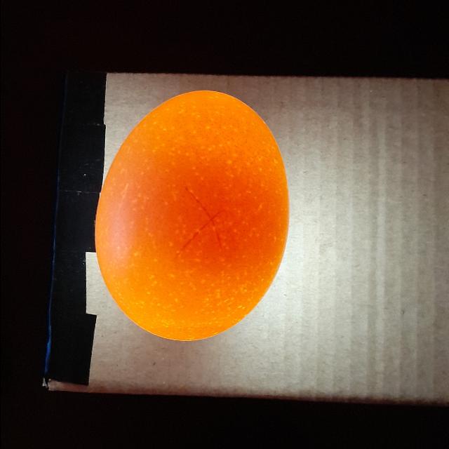 Egg Candling Object Detection Dataset and PreTrained Model by Egg Candling