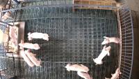pig_fight_train project thumbnail