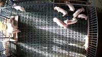 pig_fight_test project thumbnail