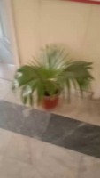 plants detections project thumbnail