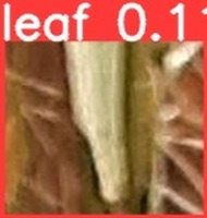 septoria project thumbnail