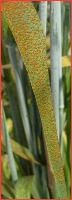 leaf rust project thumbnail